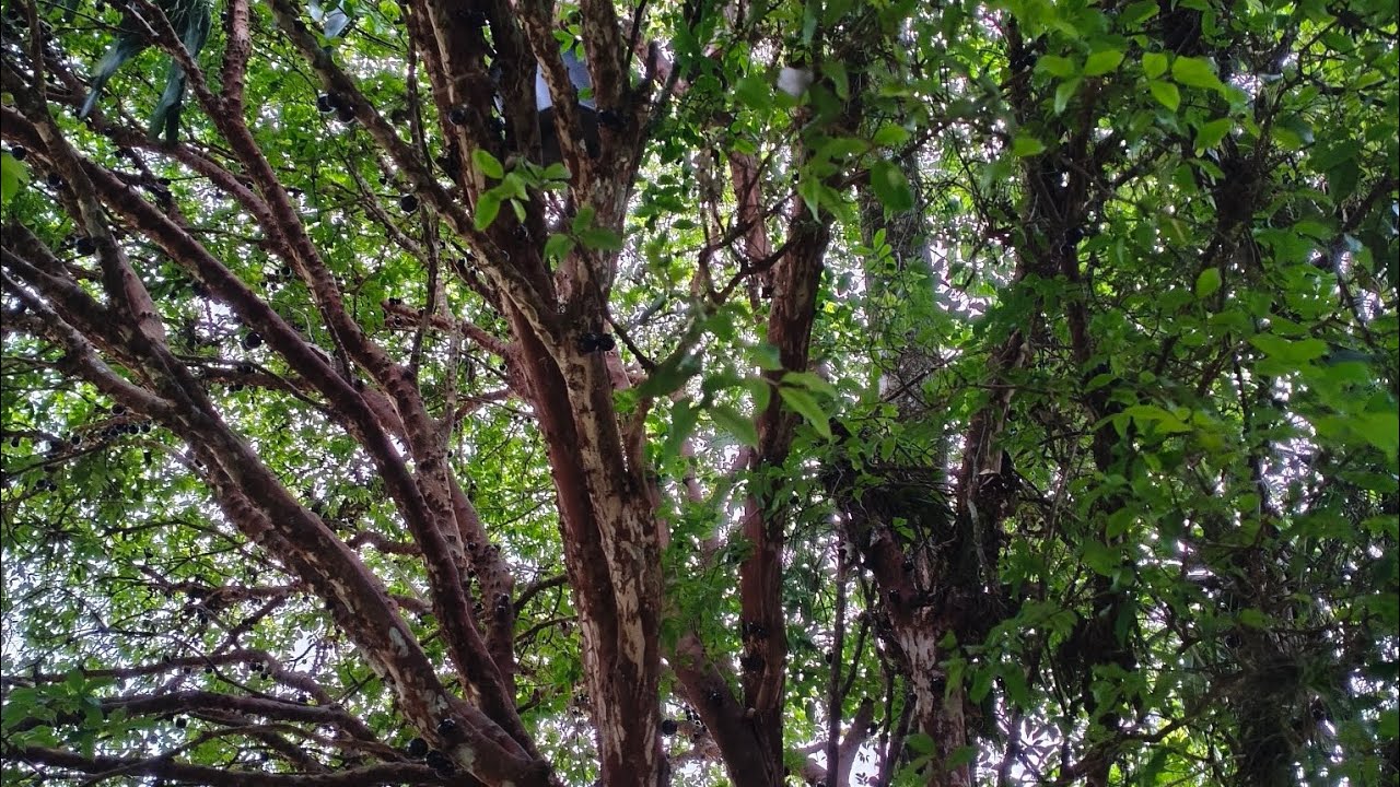 Roçando a entrada da chácara 🧑‍🌾