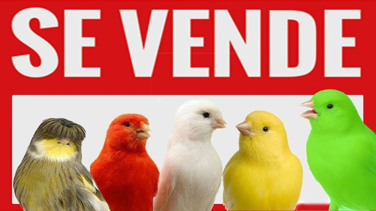 КАНАРИИ НА ПРОДАЖУ 🐤 ПРОДАЖА ✔ ️ СОВЕТЫ ПОКУПКИ КАНАРИЙ