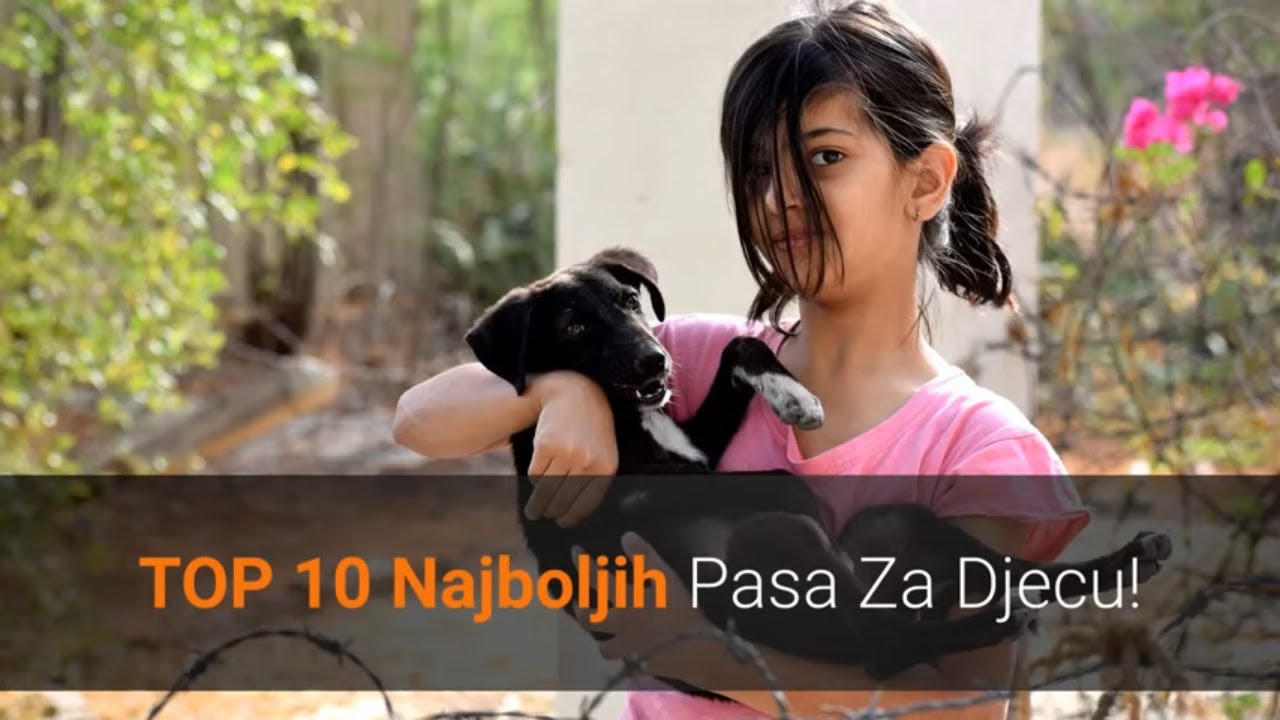 🐕 Najbolji Psi Za Djecu – Top 10 Najboljih Pasmina Pasa Za Djecu!