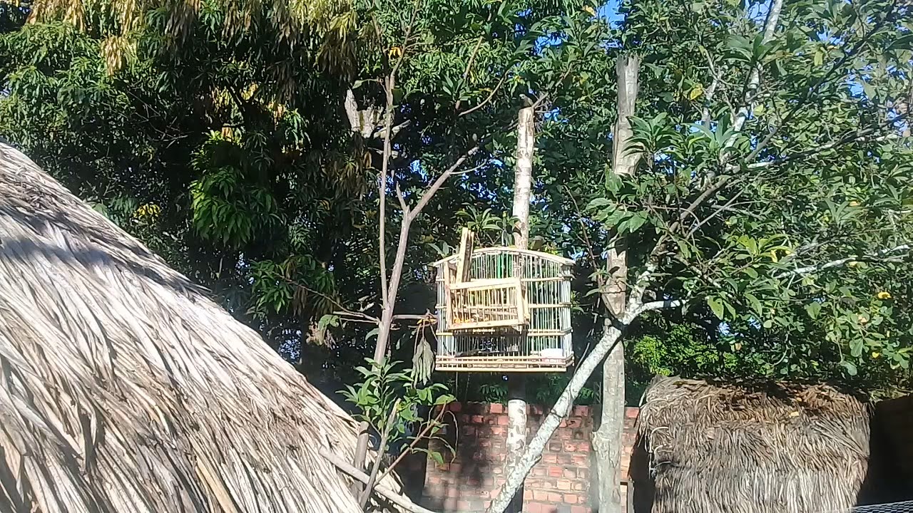 Pegando sanhaçu do coqieiro no quintal ...