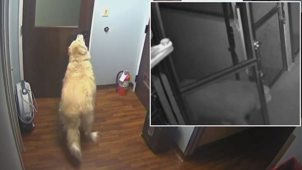 How This Clever Dog Escaped From The Kennel While Family Was On Vacation