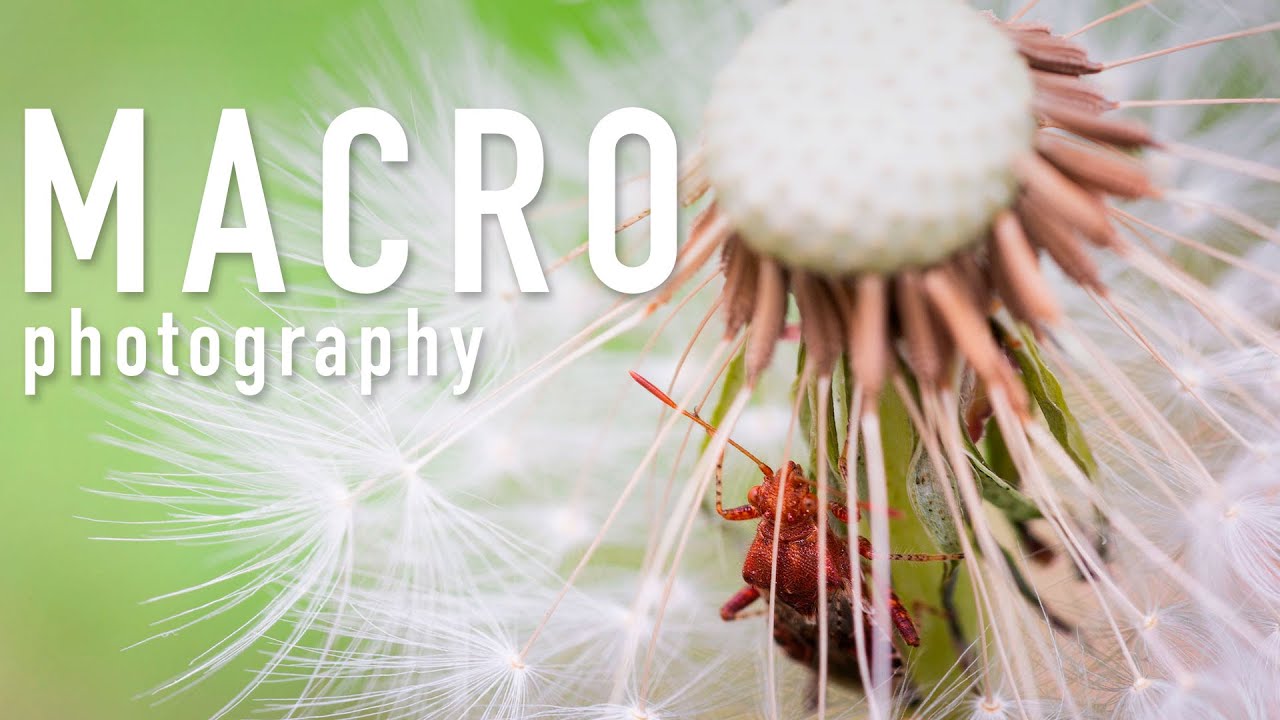 Macro photography during lockdown (with the Sigma 105mm f2.8 Macro Lens)