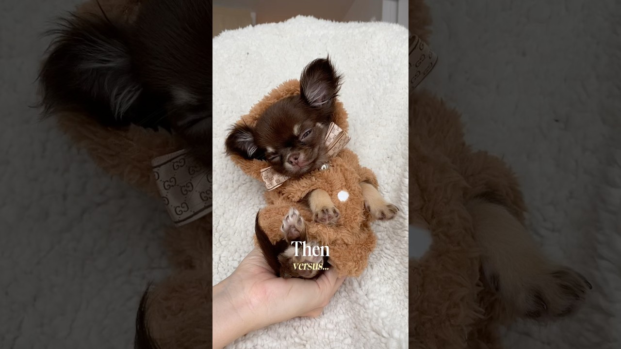 Chihuahua Puppy VS Full Grown Transformation 🥹❤️