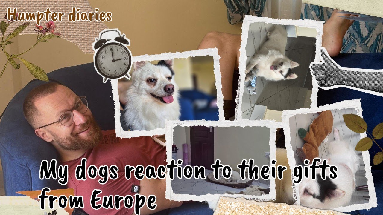  MY DOGS' REACTION TO NEW TOYS FROM MY EUROPEAN HUSBAND 🐶😭/ YOU NEED TO SEE THIS 🐾💛/ SO CUTE ❤️🇰🇪🇦🇹