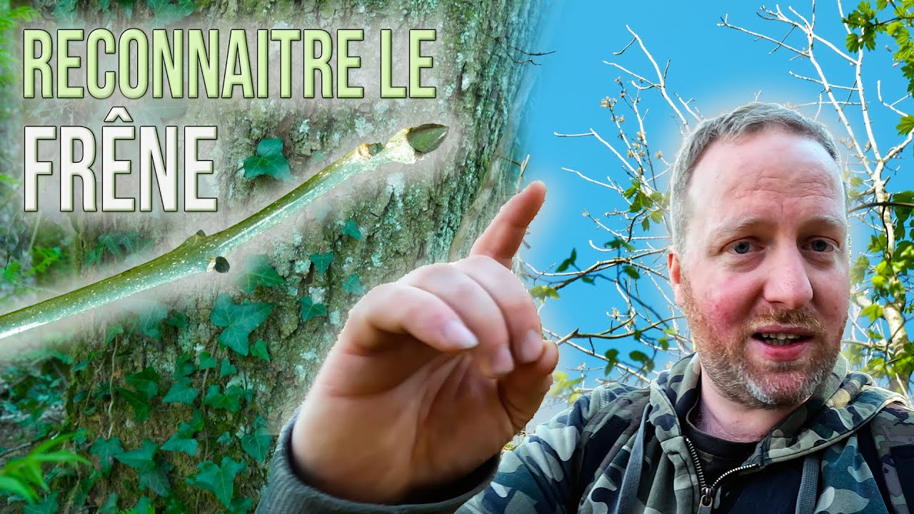 Comment reconnaitre un frêne ? Astuces pour trouver plus de morilles !