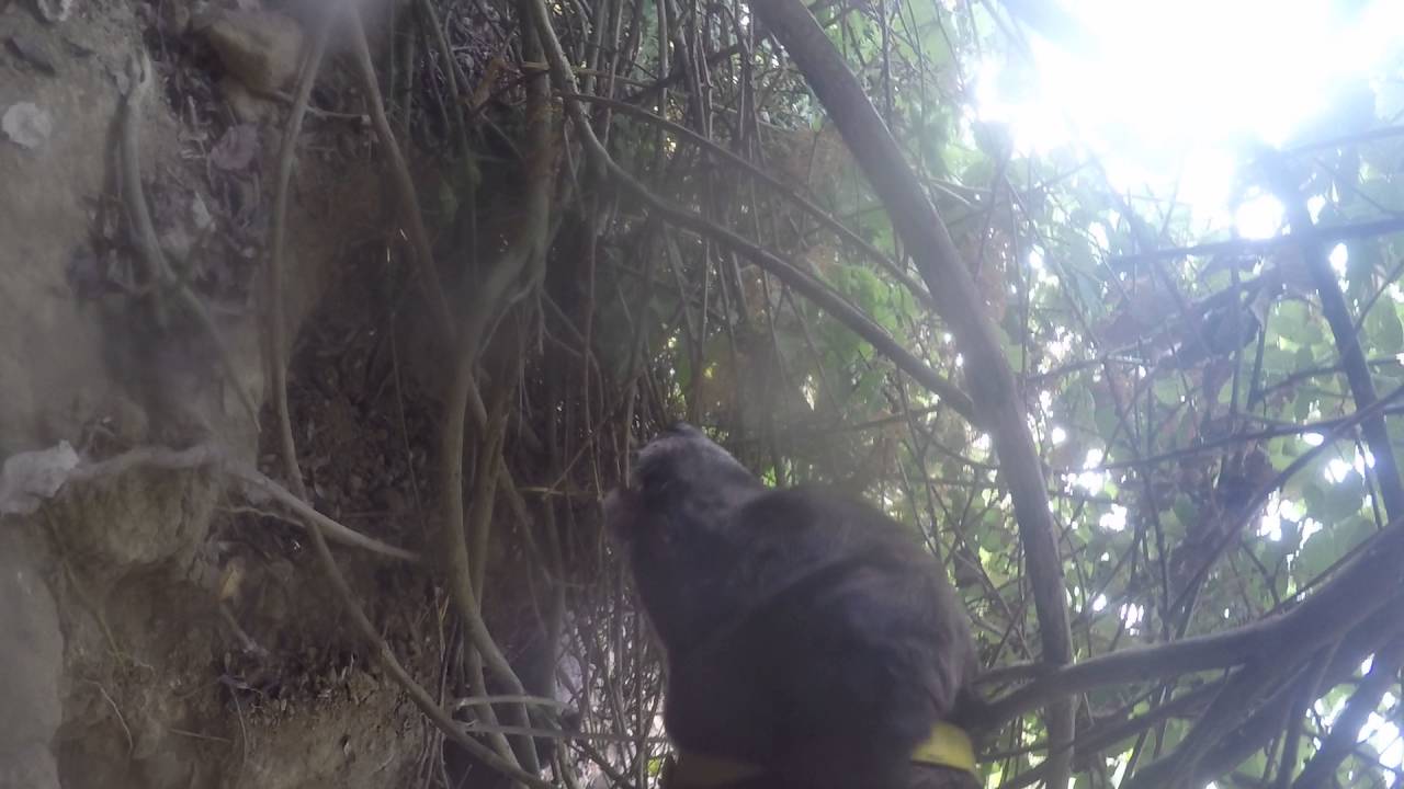 GoPro dog - wild boar hunting - ferma su cinghiale