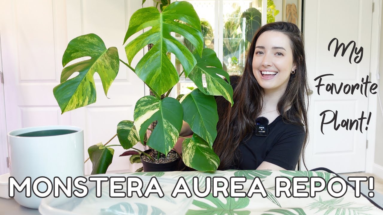 Chaotic Monstera Aurea Repot and Removing the Moss Pole!