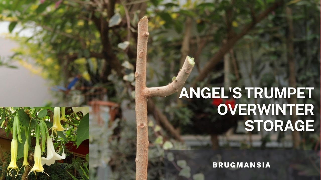 Советы по зимовке растения Brugmansia / Angels Trumpet.