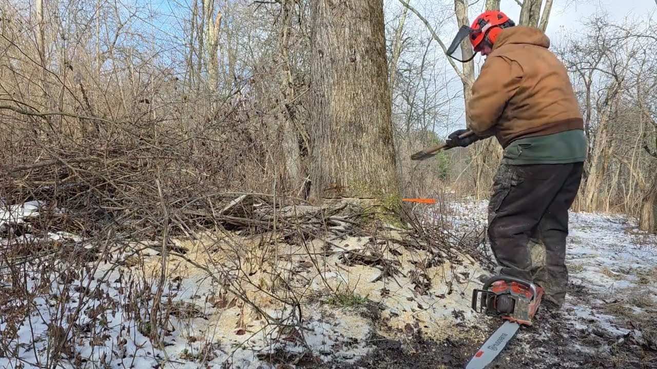 Husqvarna 572xp HTSS, Short Flat Stumps & Hinges Out Of The Valuable Wood. #husqvarna572xp #logging