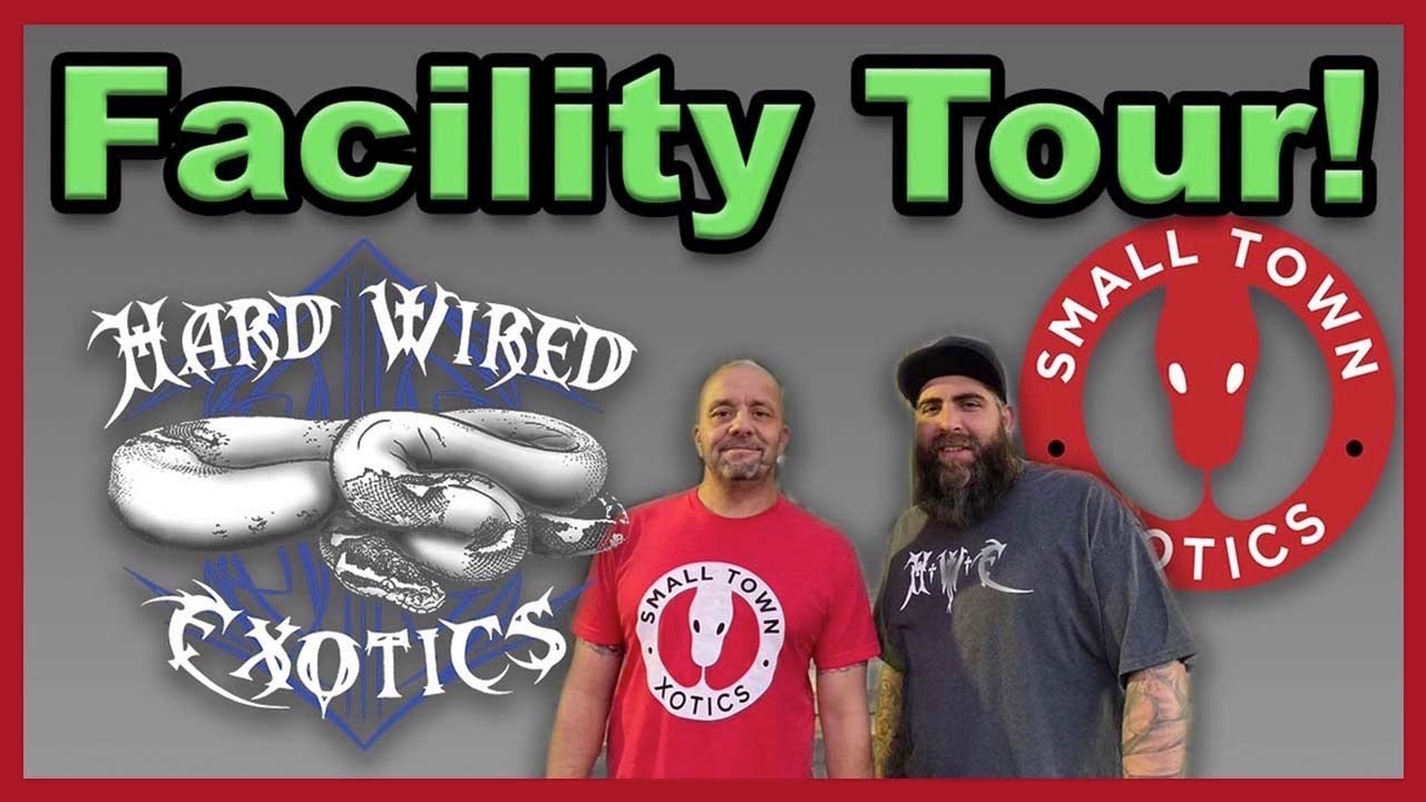 Hard Wired Exotics Facility Tour! | Ball Python Breeder