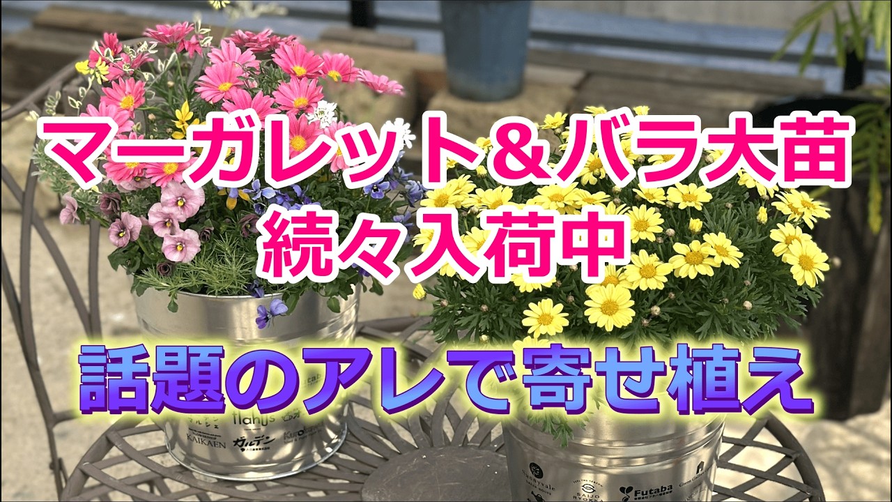 マーガレット＆バラ大苗続々入荷中！話題のアレで寄せ植え
