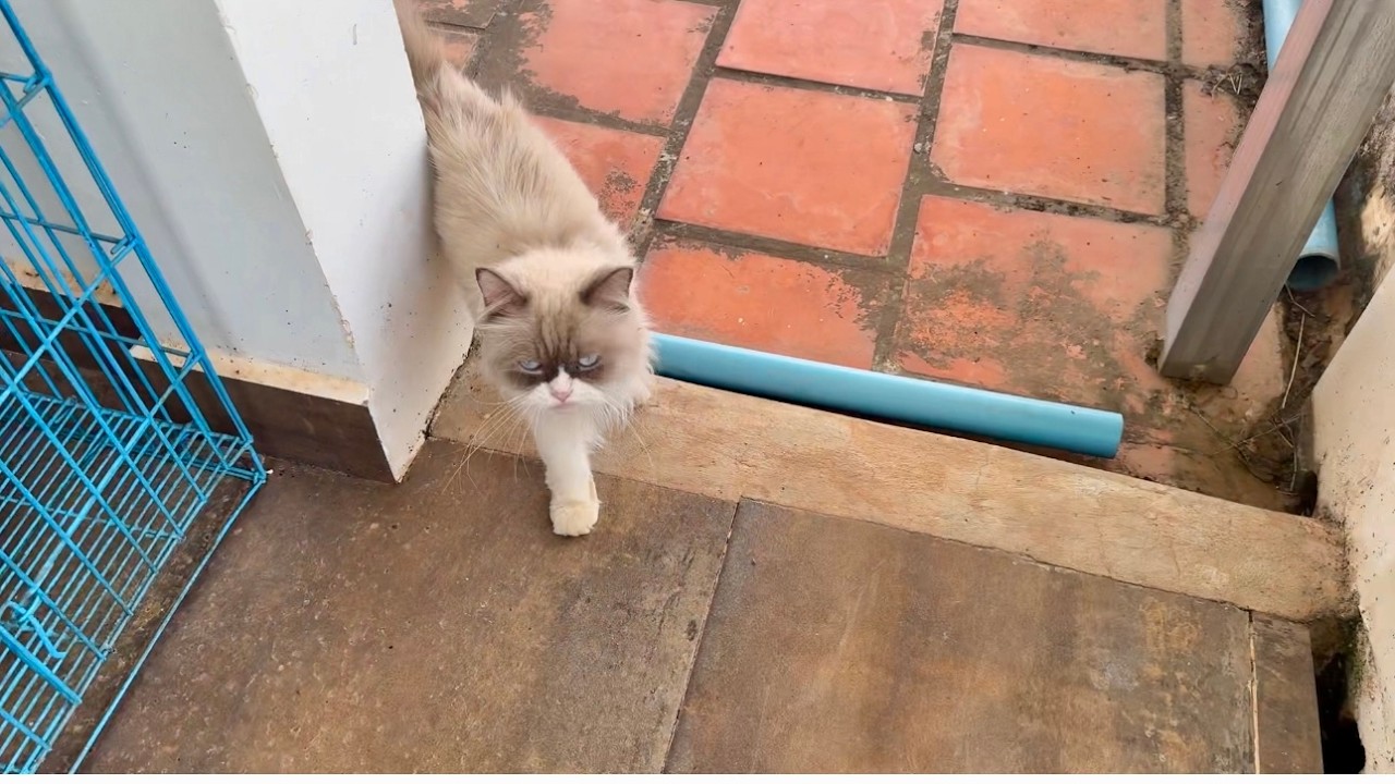 Fifi Went Exploring… and Completely Forgot About Lunch!
