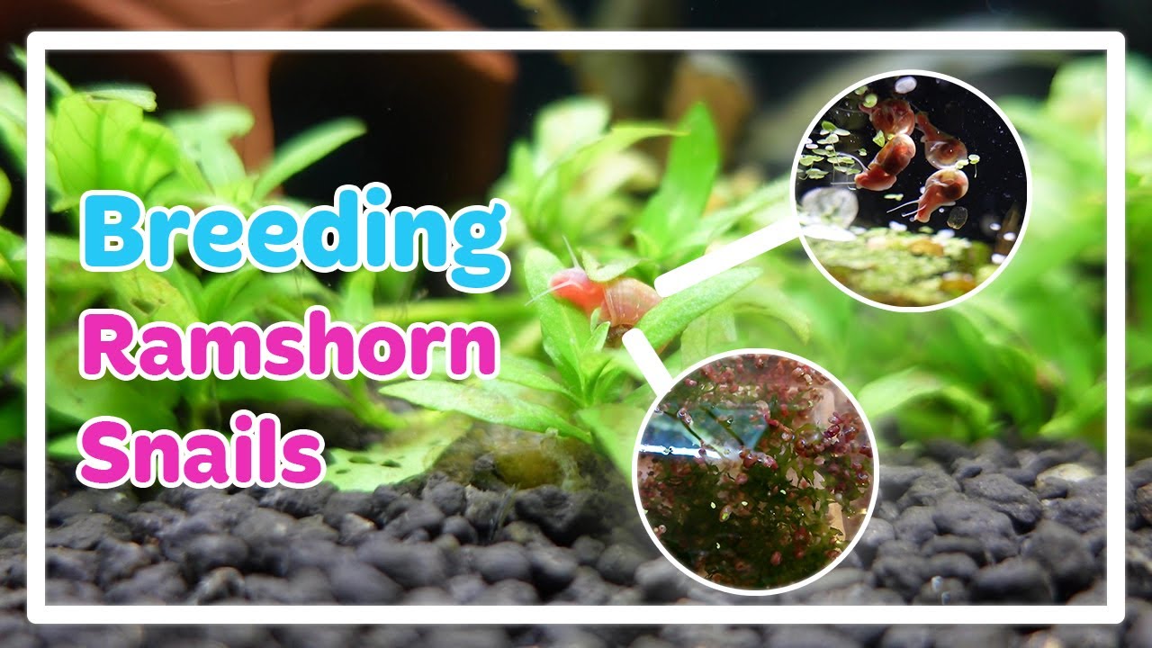 RAMSHORN SNAILS | CARE & BREED