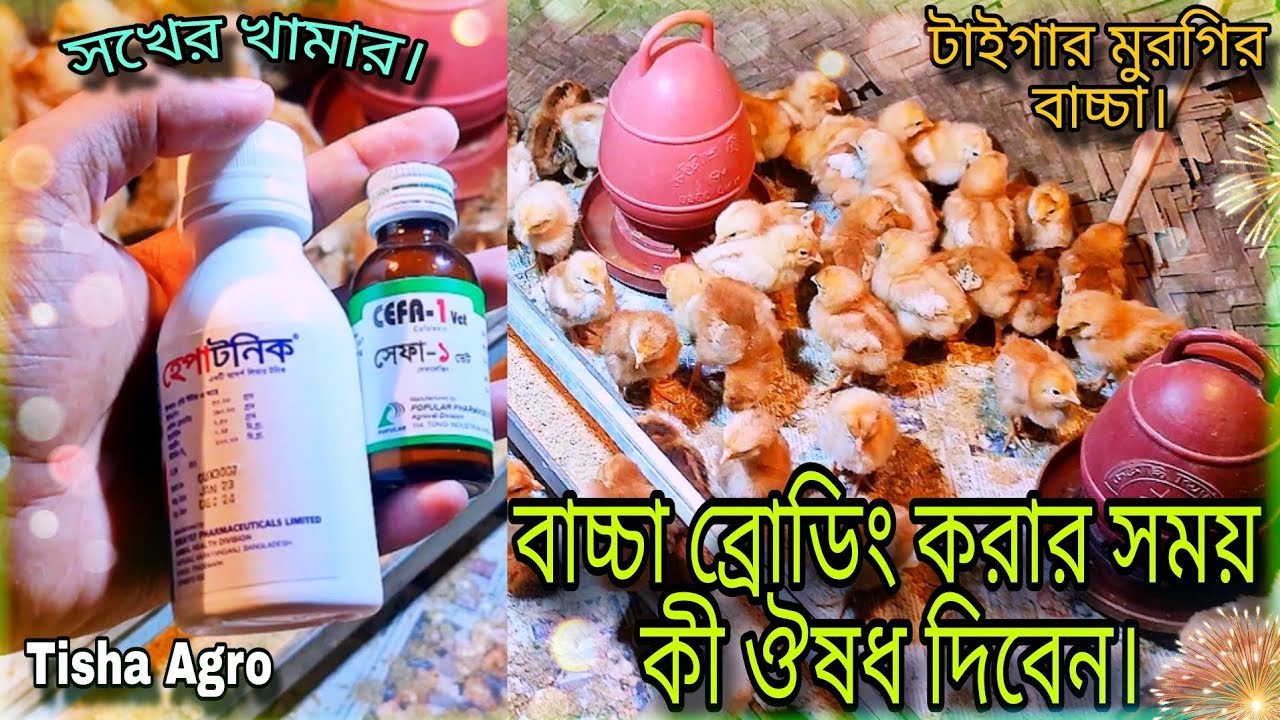 টাইগার মুরগির বাচ্চা ব্রোডিং করার জন্য কী কী ঔষধ খাওয়াতে হবে?💥 / Tiger chicken chicks brooding.