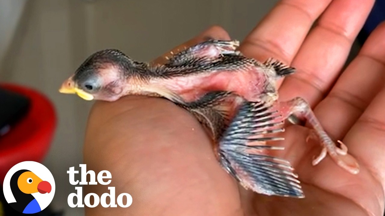 Маленькая спасенная птичка следует за своей мамой, как собака | The Dodo