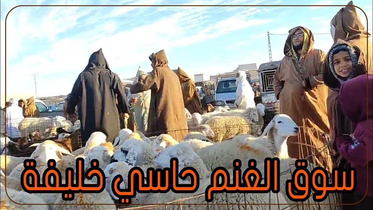 سوق الغنم في حاسي خليفة وادي سوف الجزائر | The sheep market in Hassi Khalifa, Oued Souf Algeria