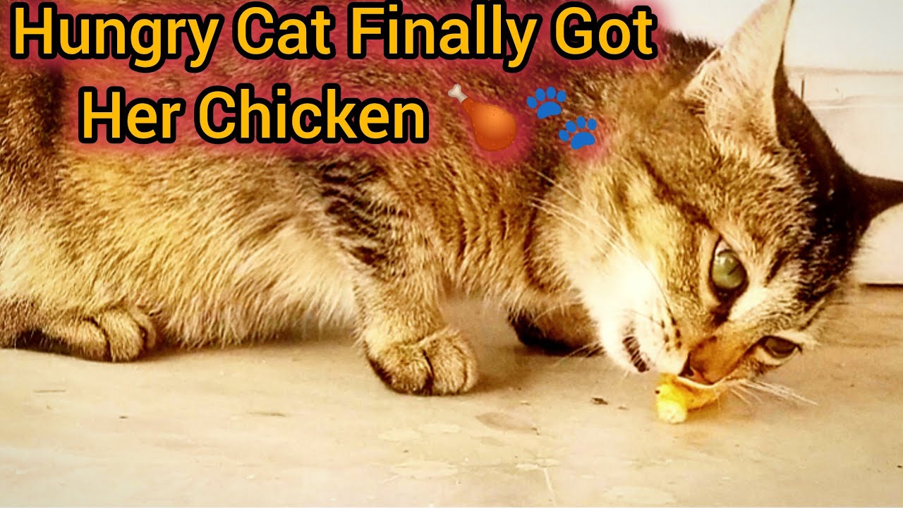 Funny Cat Enjoying Chicken Ghost | Cute Moment|| Diccoury Animal 