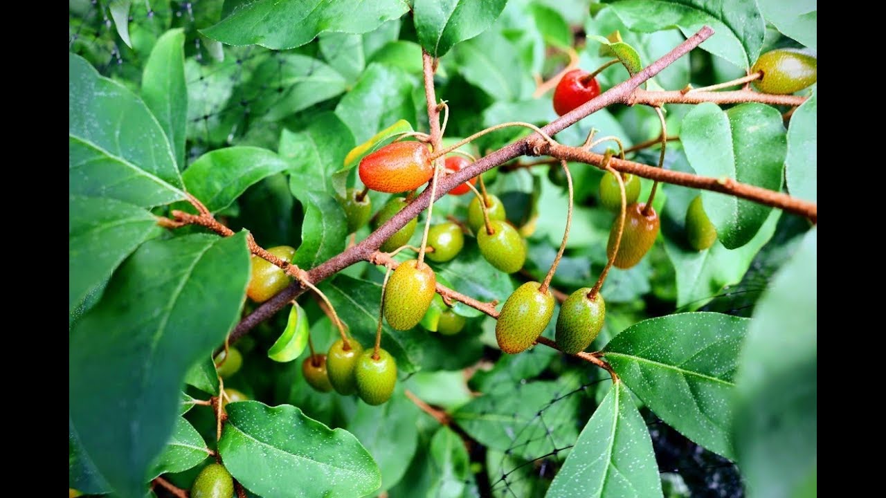 Goumi Berries - A MUST Grow