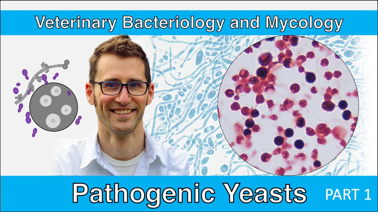 Pathogenic Yeasts (Part 1) - Veterinary Bacteriology and Mycology