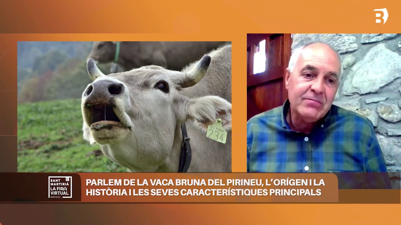 Races Autòctones: Jaume Casas (Mas el Pinós, criadors de Vaca Bruna del Pirineu)