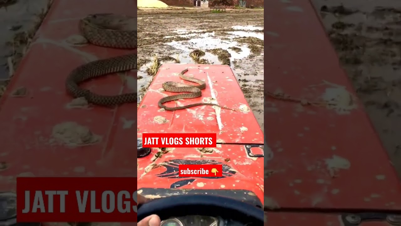 JATT VLOGS SHORTS || FARM LIFE || SNAKE ON TRACTOR || GUCCI WALA SAP|| #punjab #haryana #shorts #up