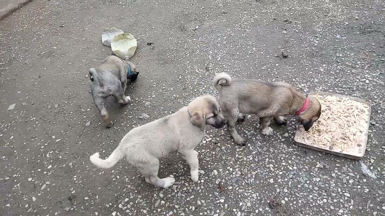 ♥️İYİLİK İYİDİR♥️