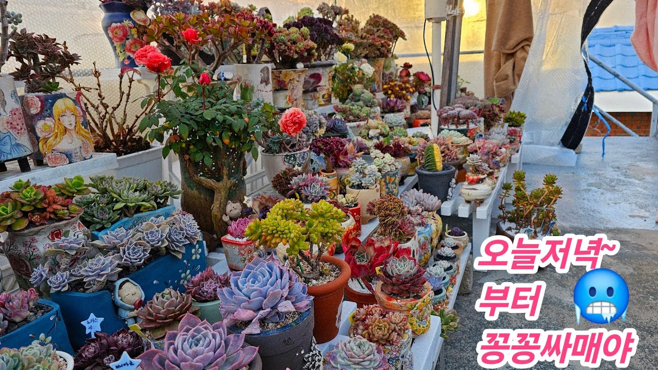 #미미네옥상다육소식🤗또 꽁꽁 싸매고 온풍기 틀고 추위에 다육이 관리잘해야될텐데 방심은금물💥옥상다육이 추위관리🤫26.1.20/korean succulents plants 🌸
