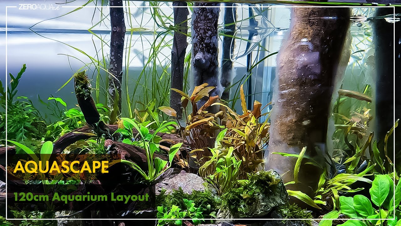 120cm水槽に水草を植える。波乱の幕開けに・・・　/aquarium/120cm/vlog/