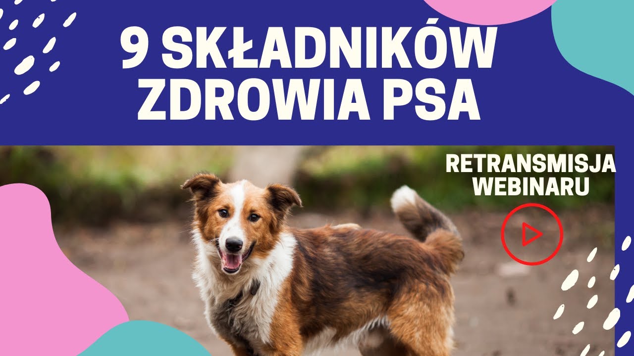 9 składników potrzebnych do psiego zdrowia i rozwoju