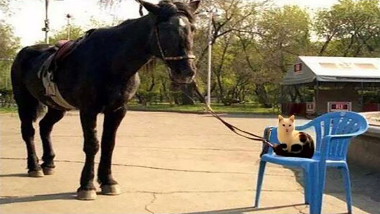 Need something fun?🐴 Check out these fun and cute Horse Videos this week #1