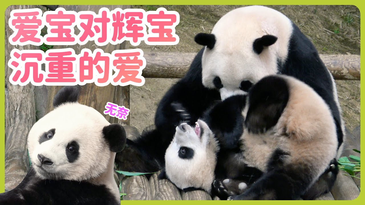 宝家族大熊猫日记-愛寶的日常就是吃饭睡觉玩輝寶！！睿寶躲在妈妈树上不敢下来~#辉宝#睿宝#辉宝#爱宝乐园#熊猫#大熊猫#giantpanda #爱宝乐园#ruibao #huibao