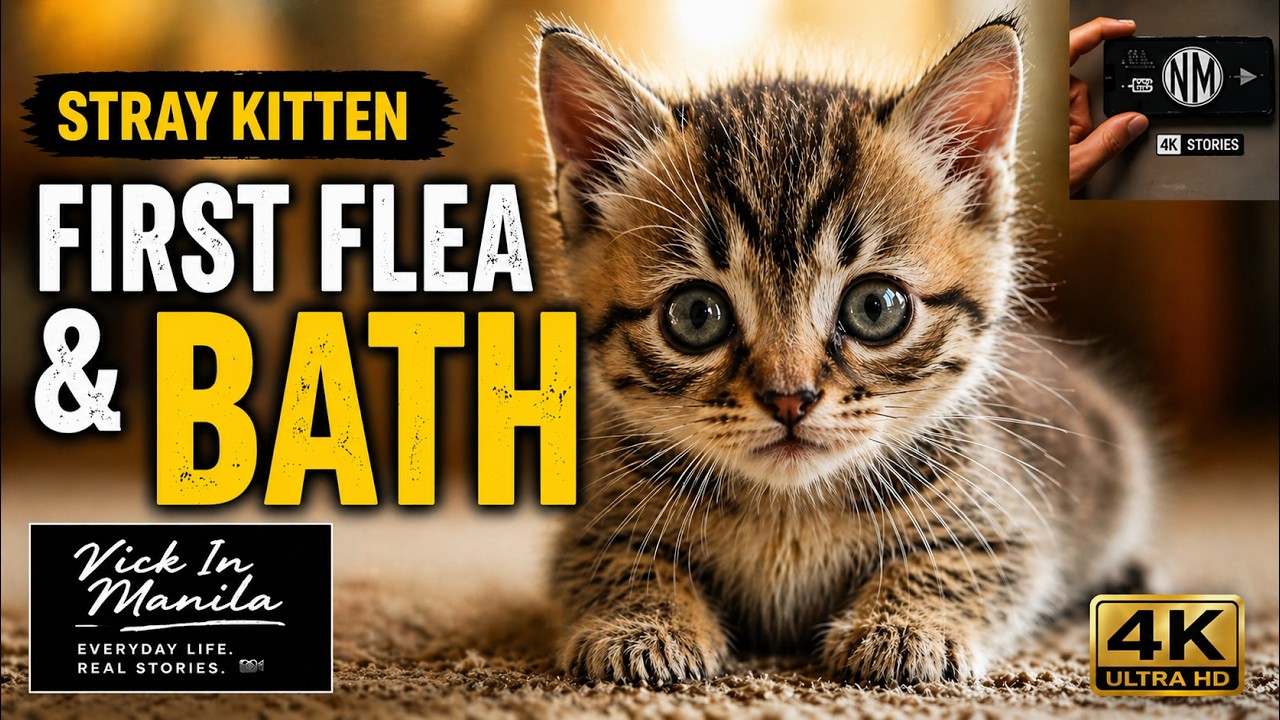 Stray Kitten’s First Flea & Mite Bath