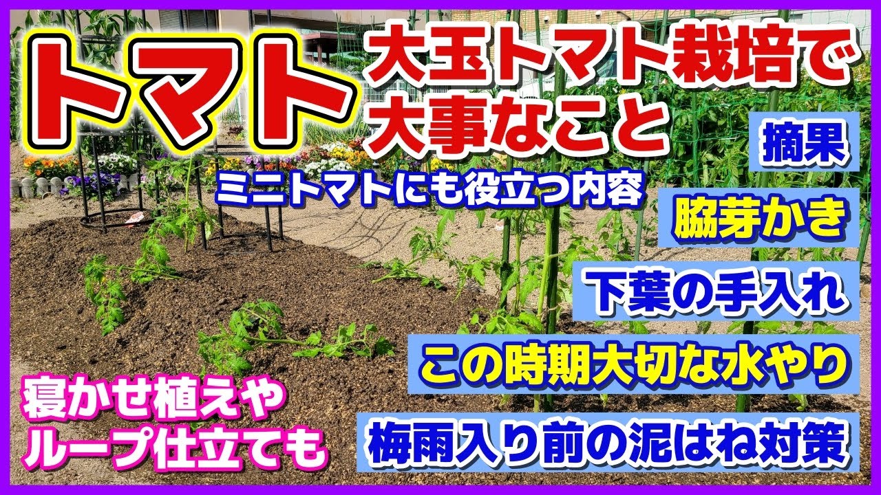 大玉トマト栽培で大事なこと（ミニトマトにも役立つ）摘果・脇芽かき・下葉の手入れ・水やり・泥はね対策／寝かせ植え／ループ仕立て／中玉ミニトマトのツリー仕立ての仕方／家庭菜園　摘葉・脇芽欠き・麗夏