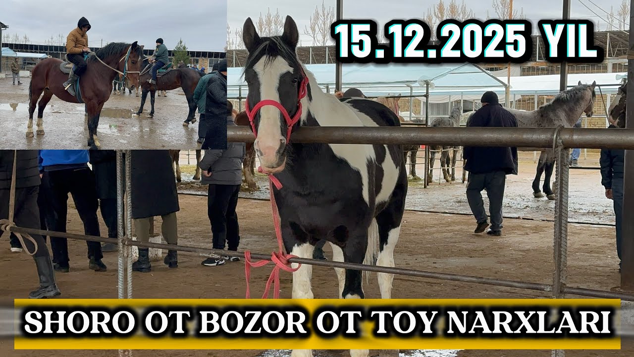 TOSHKENT VIL, QIBRAY TUMANI SHORO OT BOZOR