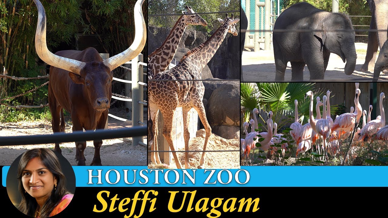 Houston Zoo Tour in Tamil | Ankola Bull , Anaconda, Anteater, Flamingo, Giraffe