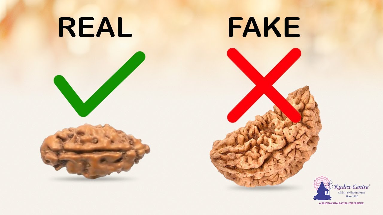Real One Mukhi Rudraksha Secrets | Eka Mukhi Rudraksha Benefits  | 1 mukhi Java Price