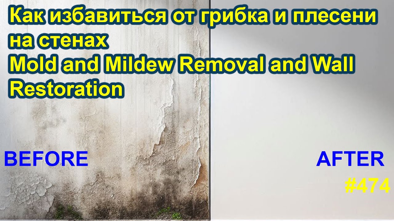 🏡 Как избавиться от грибка и плесени на стенах | Mold and Mildew Removal and Wall Restoration