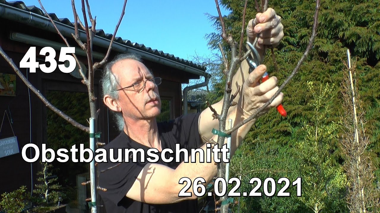 Obstbaum Schnitt an Birne als kleiner Baum im Topf mit umpflanzen und mehr im Garten