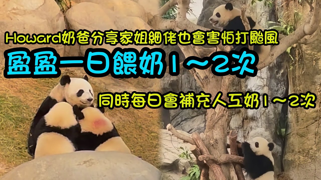 Howard奶爸分享家姐細佬害怕打颱風，就連安安這麼大也害怕，以及家姐細佬小時後的一些事#熊貓家姐細佬 #panda #熊貓bb #cutepanda #熊貓加加得得 