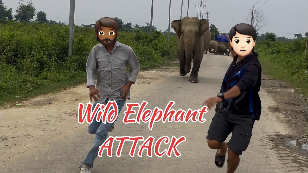 Elephant Attack vlog || 😨 wild Elephant very dangerous☠️