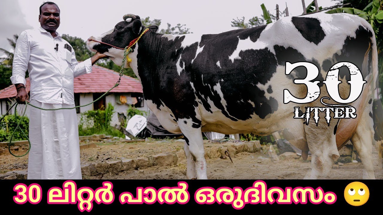 30 ലിറ്റർ പാൽ തരുന്ന പശുക്കൾ വാങ്ങാം | heavy hf breed cow #cow #dairyfarming