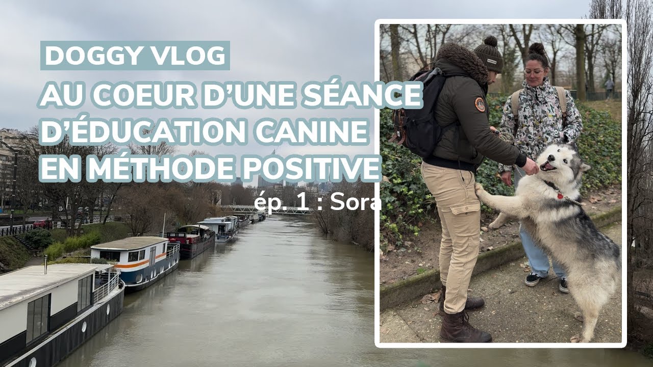 Une s&eacute;ance d'&eacute;ducation canine en m&eacute;thode positive (&eacute;pisode 1)