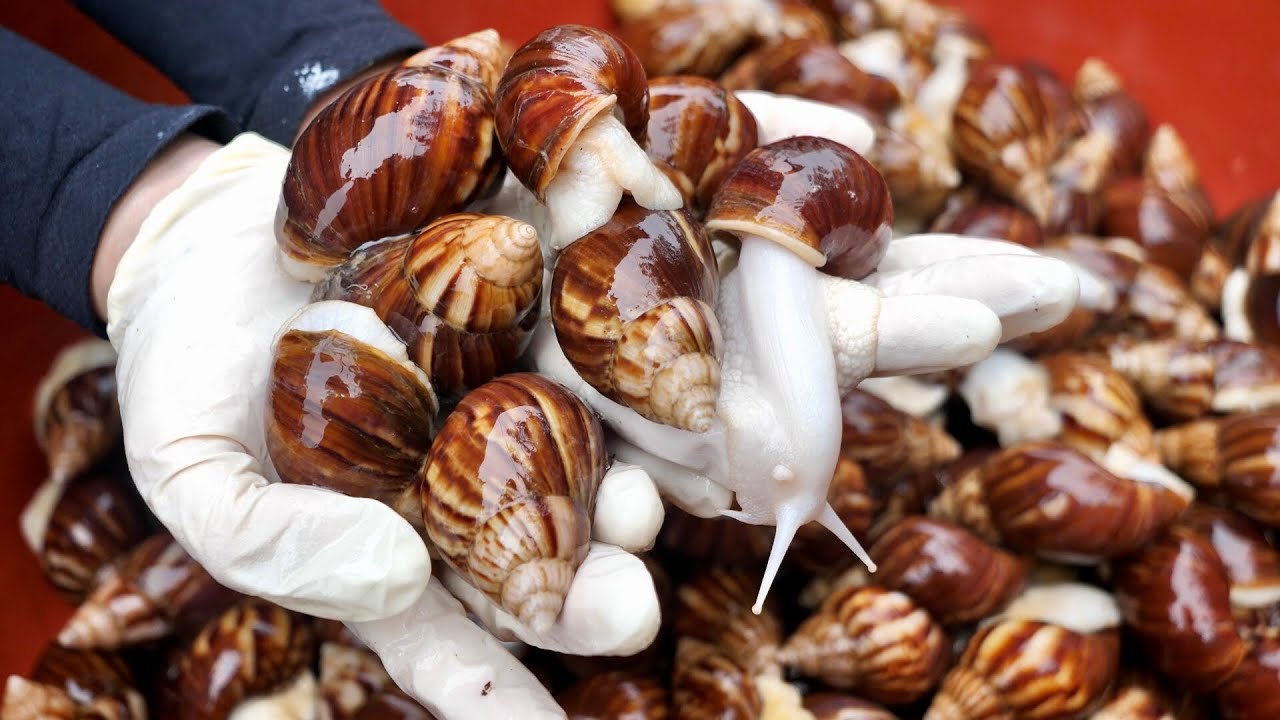 Корейская еда, жареные улитки, корейская уличная еда