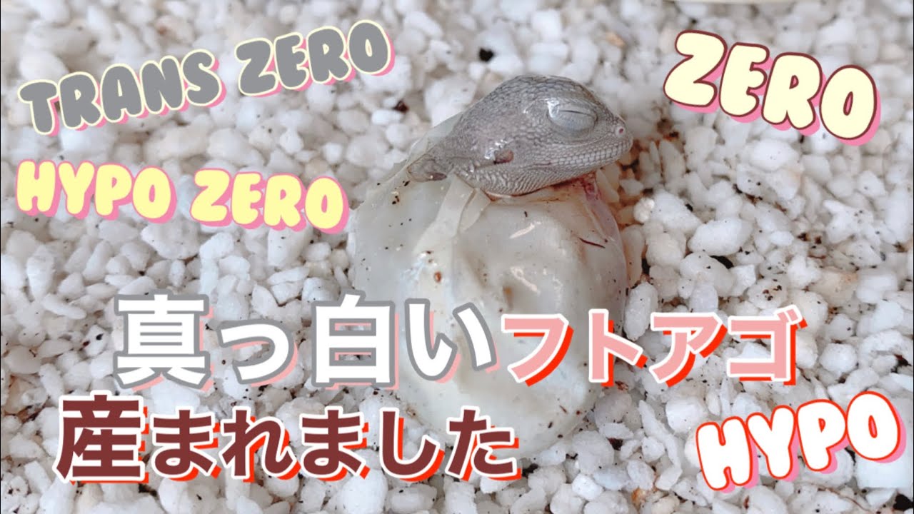 真っ白いフトアゴ産まれました♪