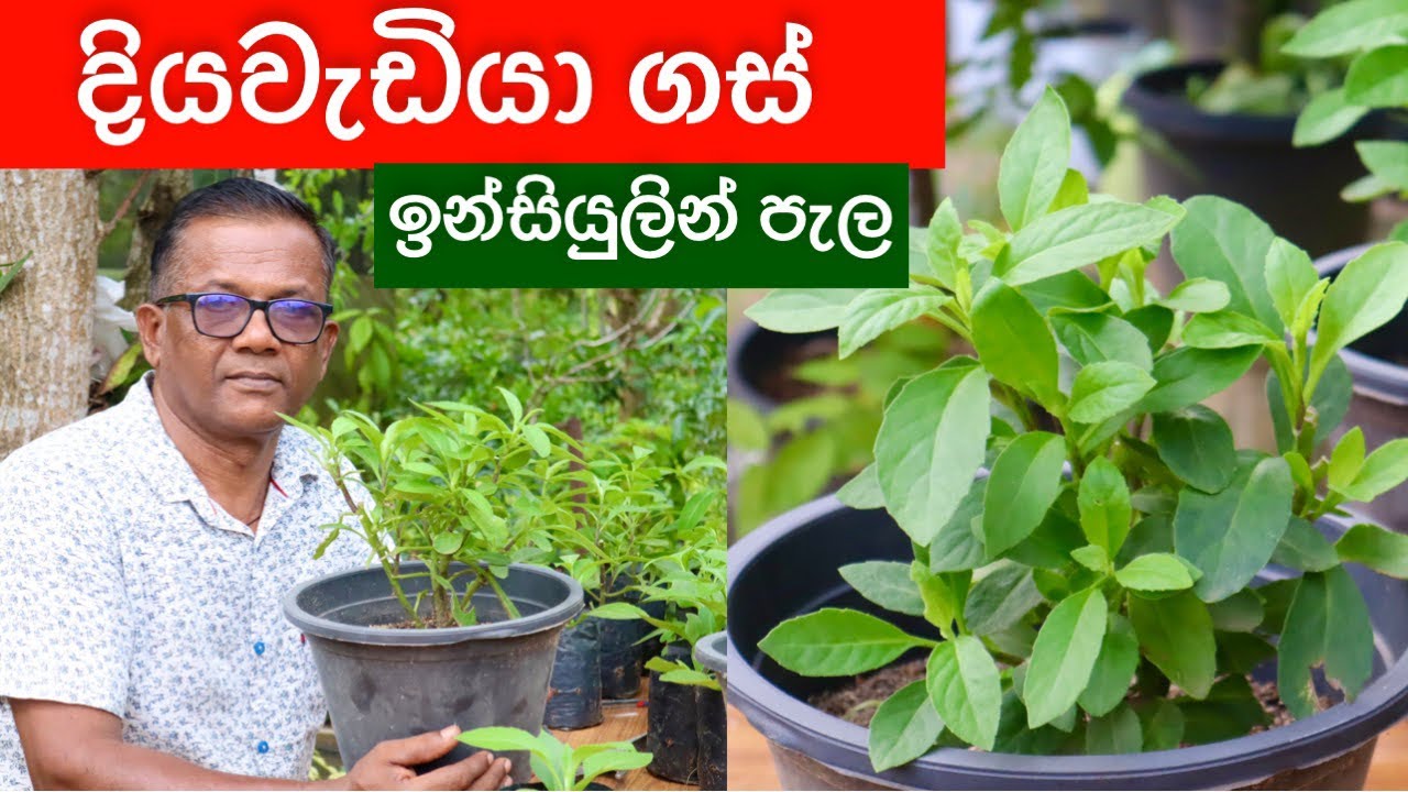 දියවැඩියාව පාලනයට, අධි රුධිර පීඩනයට ගුණ දෙන ඉනිසියුලින් පැල | චීන නිවිති | Longevity spinach Epi.285