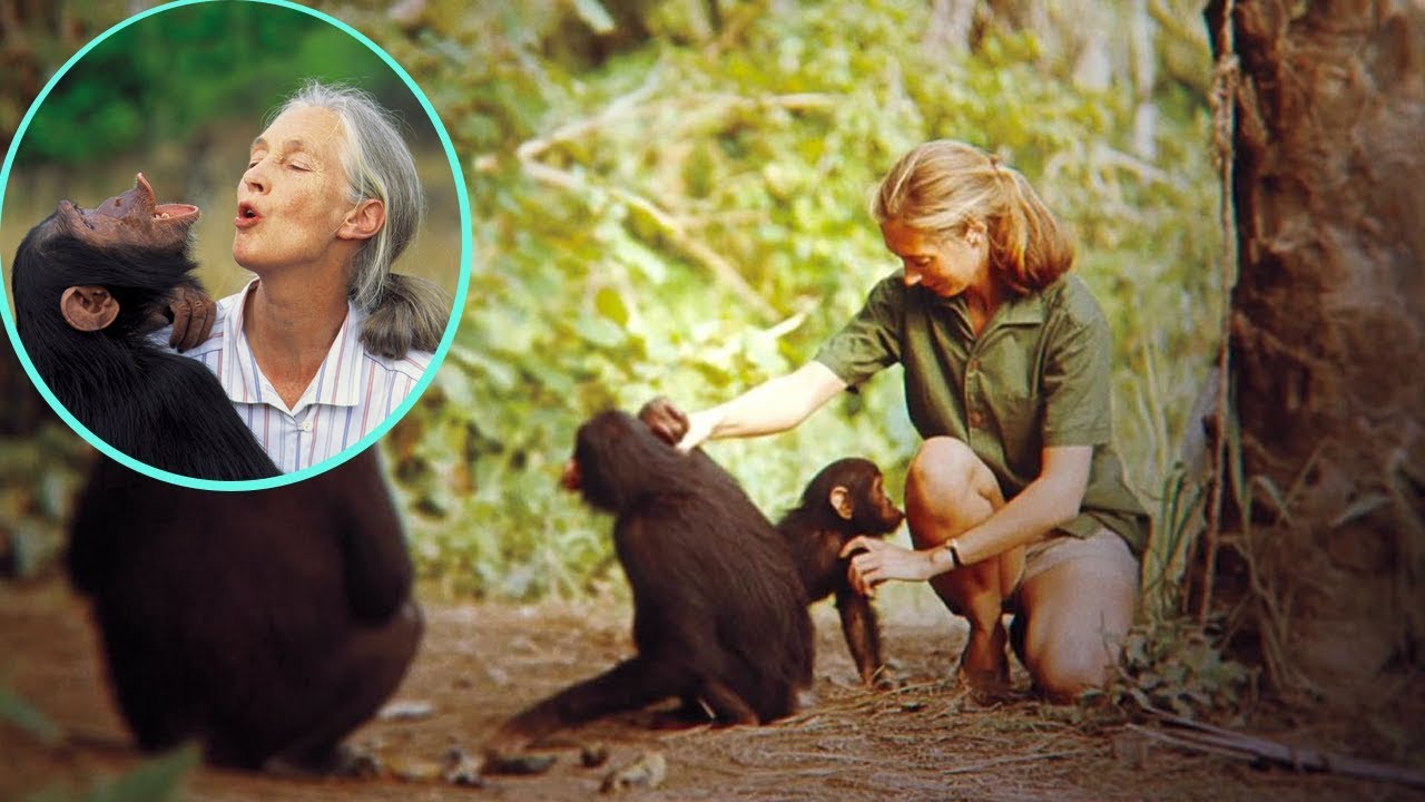 Jane Goodall: la verdadera reina de la selva