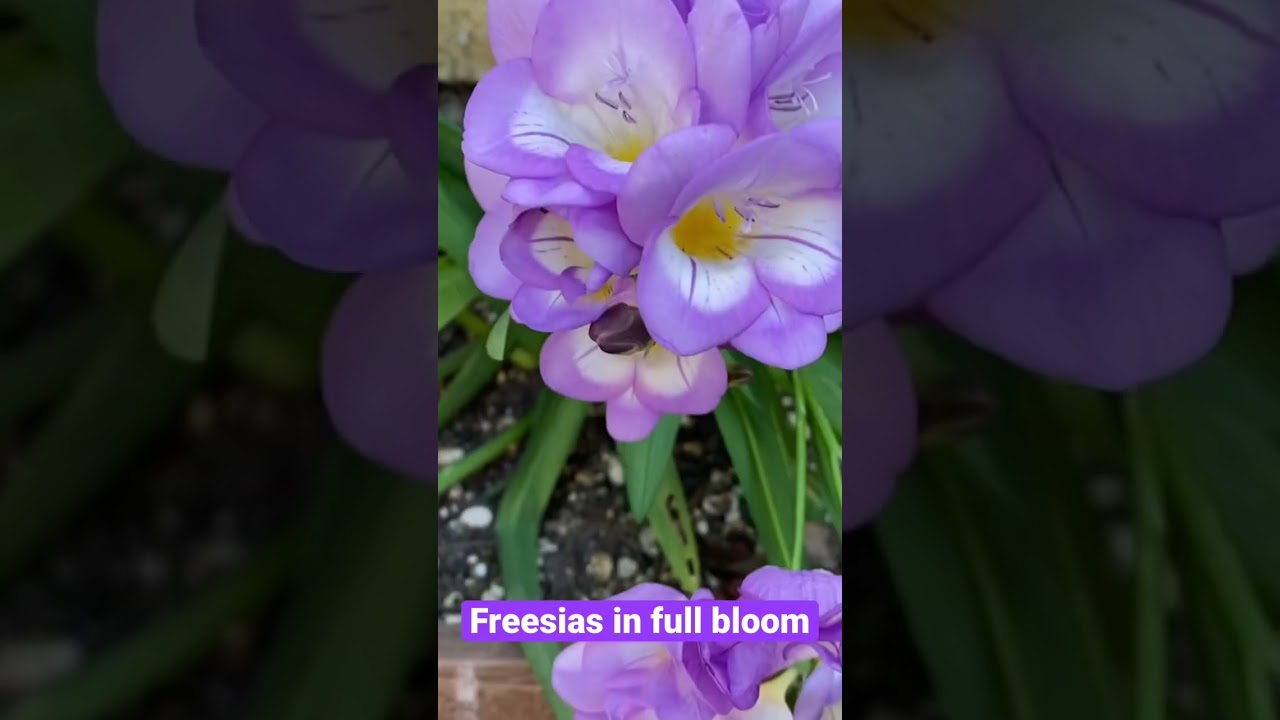 Freesias in Full Bloom