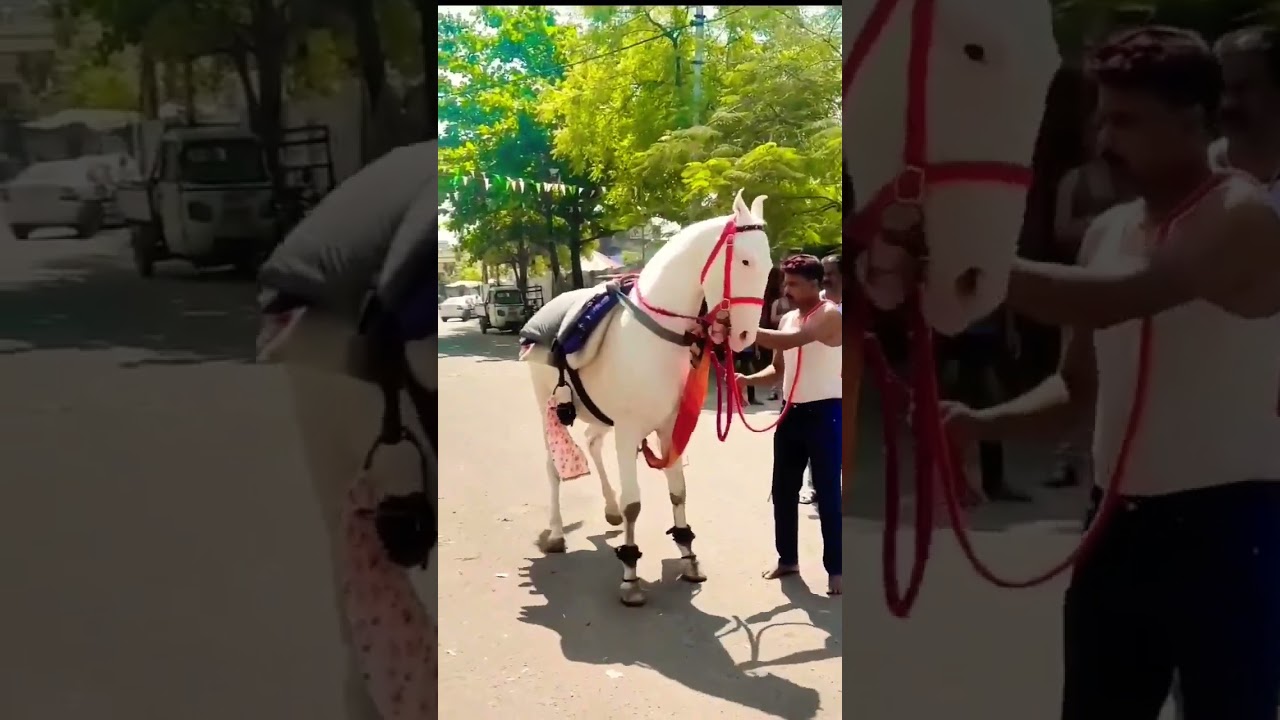 🥰ORIGINAL HORSE SOUND 💥