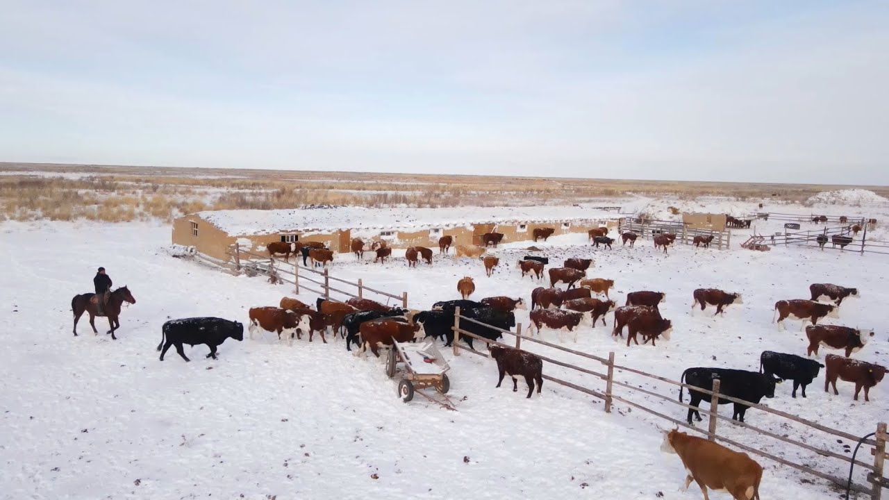 Тарихи отанына қоныс аударған қандас отбасы | Ақсуат – 2025