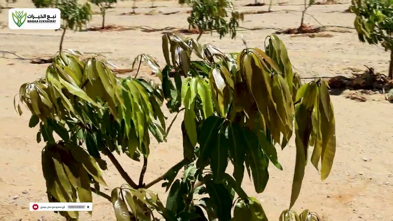 أهم التوصيات الفنية لمزارعي المانجو 🥭 في شهر 9  وازاي تضاعف إنتاجك وتحافظ على شجرتك الموسم القادم ✅